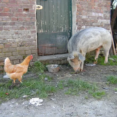 Çiftlik konaklama Farm Luythoeve Meeuwen